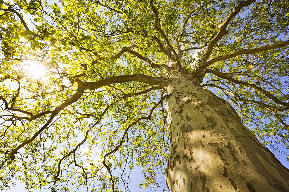 sustainability